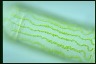 Spirogyra margaritata