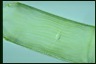 Spirogyra margaritata