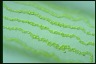 Spirogyra margaritata