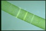 Spirogyra