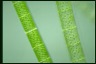 Spirogyra