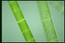 Spirogyra