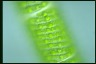 Spirogyra