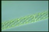 Spirogyra