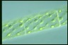 Spirogyra