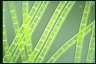 Spirogyra