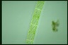 Spirogyra