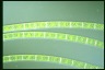 Spirogyra