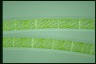 Spirogyra