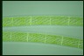 Spirogyra