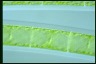 Spirogyra