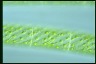 Spirogyra