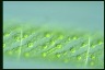 Spirogyra