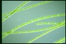 Spirogyra