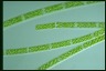 Spirogyra