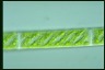 Spirogyra