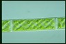 Spirogyra