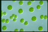 Asterococcus superbus