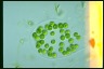 Apiocystis