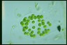 Apiocystis