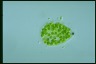 Apiocystis