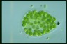 Apiocystis