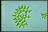 Pediastrum simplex