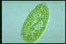 Paramecium bursaria