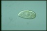 Paramecium trichium