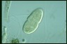 Paramecium trichium