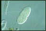 Paramecium trichium