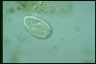 Paramecium trichium