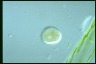 Ophryoglena