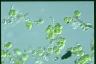 Apatococcus