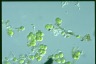 Apatococcus