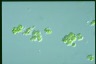 Apatococcus