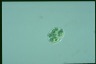 Glaucocystis nostochinearum