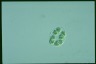 Glaucocystis nostochinearum