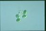 Glaucocystis nostochinearum