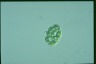 Glaucocystis nostochinearum