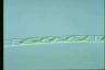 Spirogyra