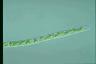 Spirogyra