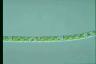 Spirogyra