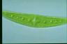 Closterium moniliferum