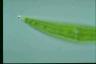 Closterium moniliferum