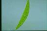 Closterium moniliferum