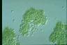 Microcystis