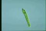 Euglena