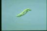 Euglena