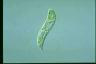 Euglena